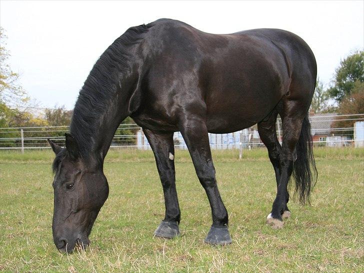 Oldenborg Max himmelhest - spisetid billede 5