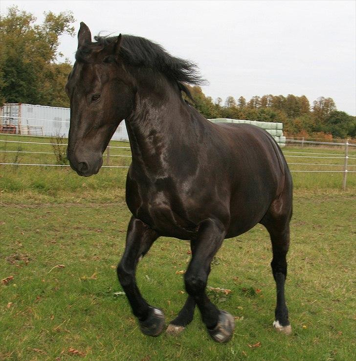 Oldenborg Max himmelhest - stå stille? ikke mig billede 6