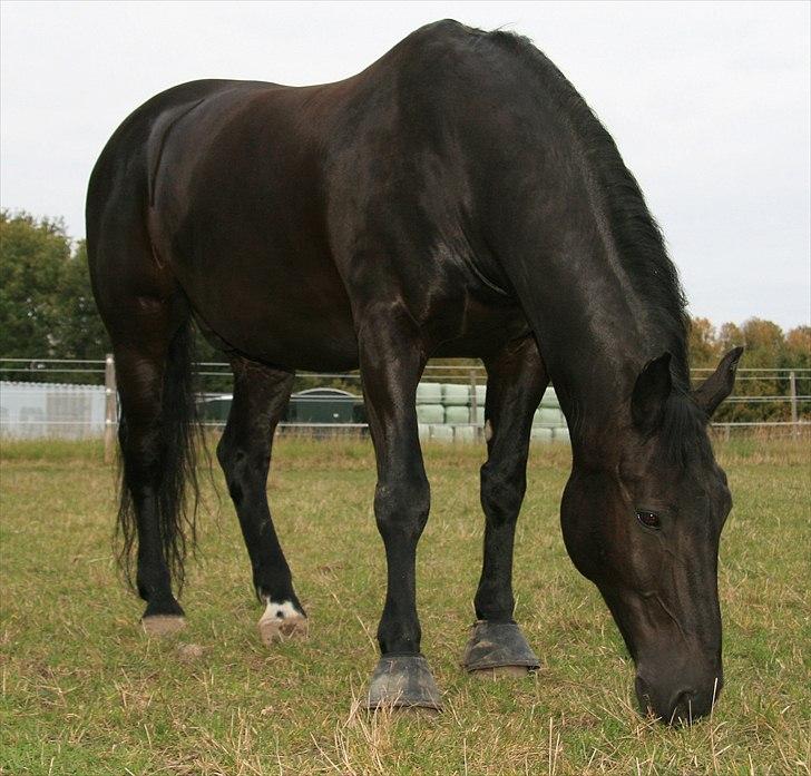 Oldenborg Max himmelhest billede 8