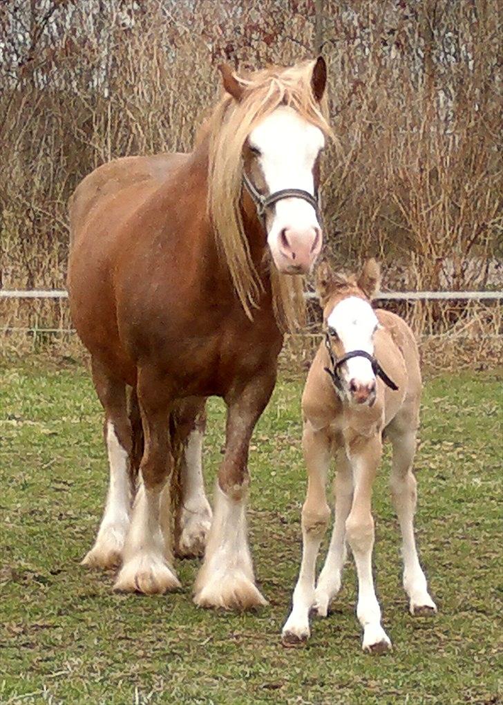 Irish Cob Pop-Eye van Erpekom - Pop m/føl start april 2011 billede 14