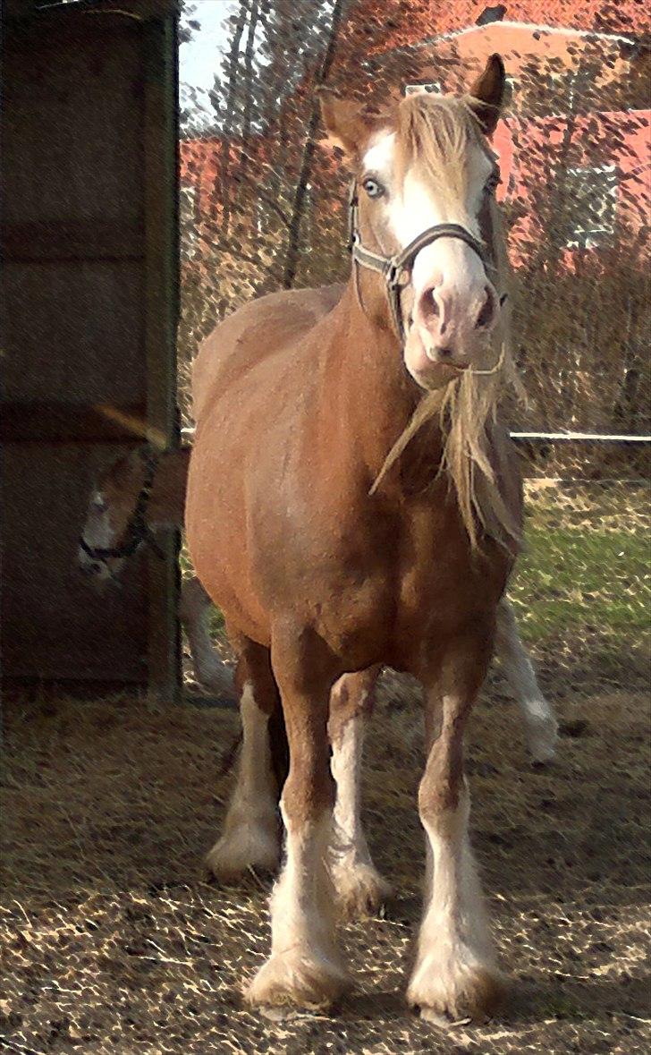 Irish Cob Pop-Eye van Erpekom - Skal jeg ha´ mere mad nu? billede 3