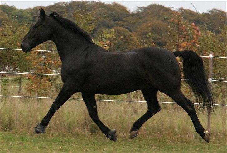 Oldenborg Max himmelhest billede 9