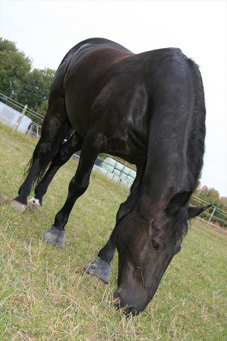 Oldenborg Max himmelhest billede 10