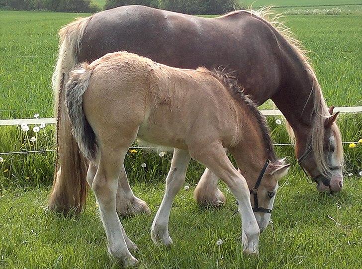 Irish Cob Pop-Eye van Erpekom - Pop og Caramel midt maj 2011 billede 8