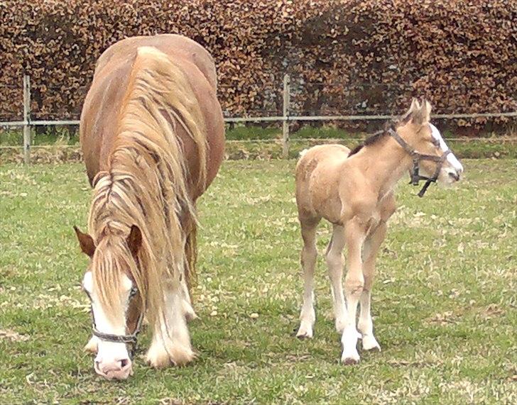 Irish Cob Pop-Eye van Erpekom - Det er nu godt at komme ud på græs igen billede 13