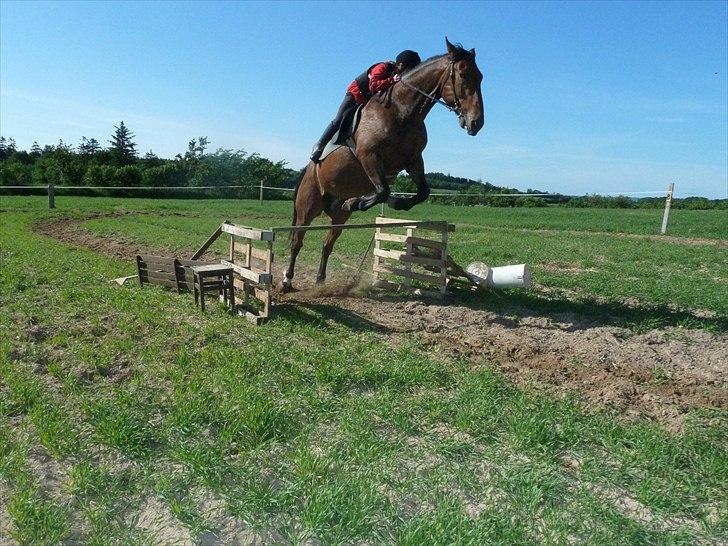 Anden særlig race Contess - 90 cm i 2010 billede 9