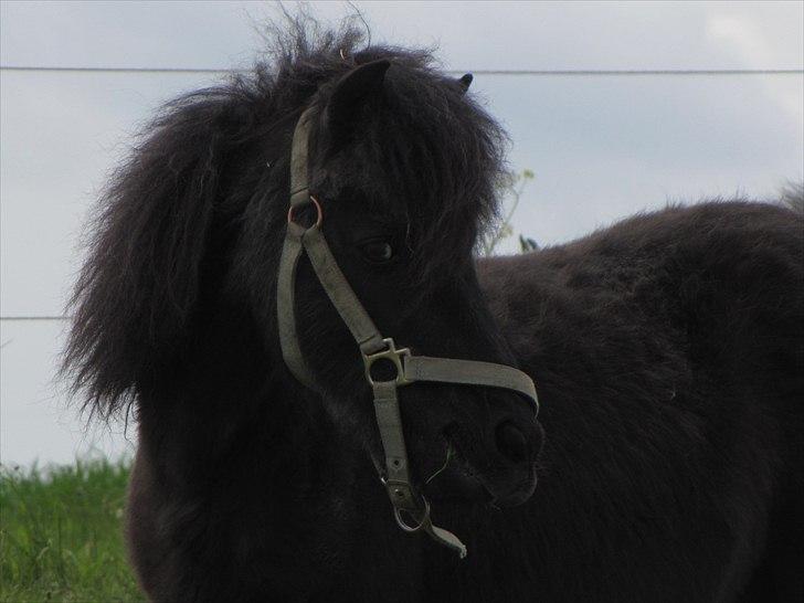 Shetlænder Oliver - 28-5/11 billede 1