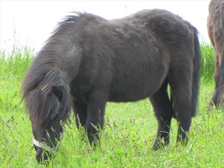Shetlænder Oliver - 28/5-11 billede 3