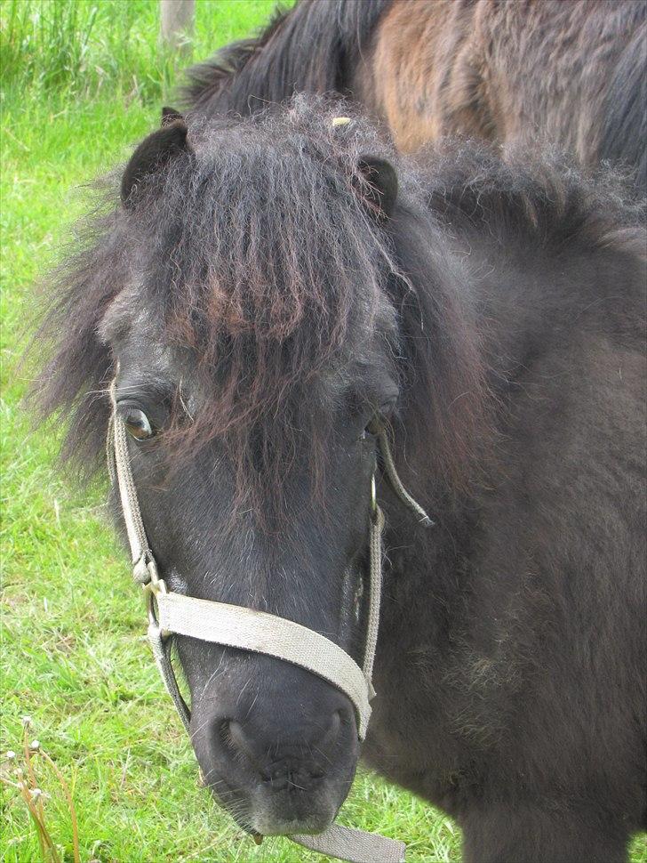 Shetlænder Oliver - 28/5-11 billede 4