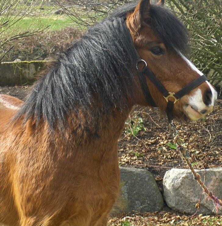 Anden særlig race Basse - Basse. billede 2