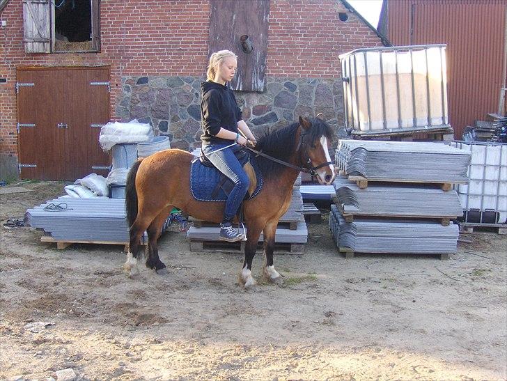 Anden særlig race Basse - Ridetur. billede 3