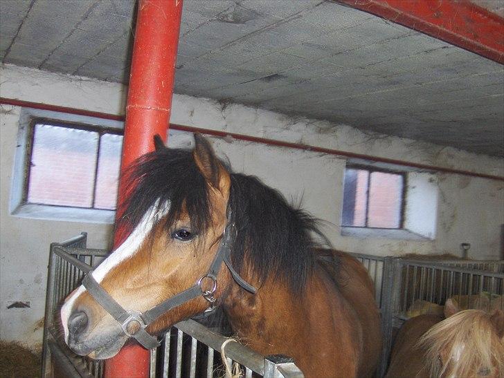 Anden særlig race Basse - GIV MIG MAD. billede 4