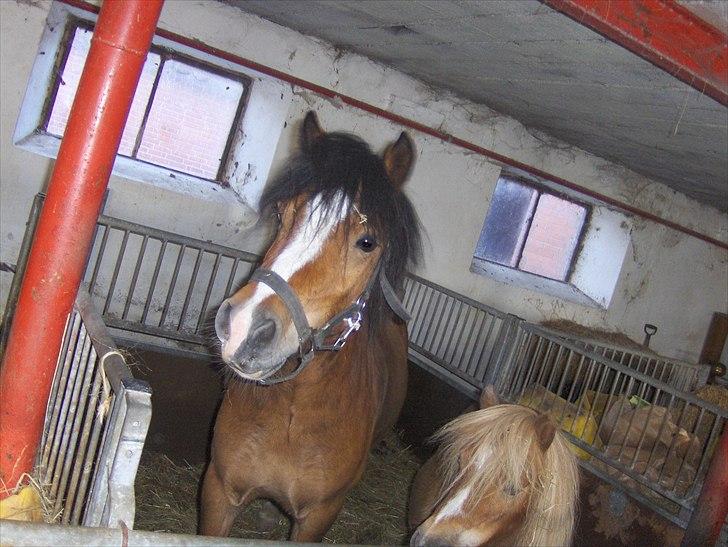 Anden særlig race Basse - Inde i stalden billede 5