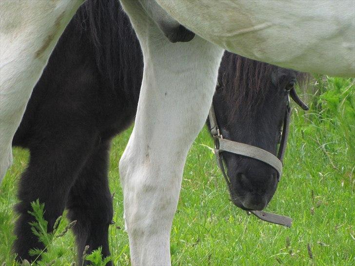 Shetlænder Oliver - 28/5-11 billede 6