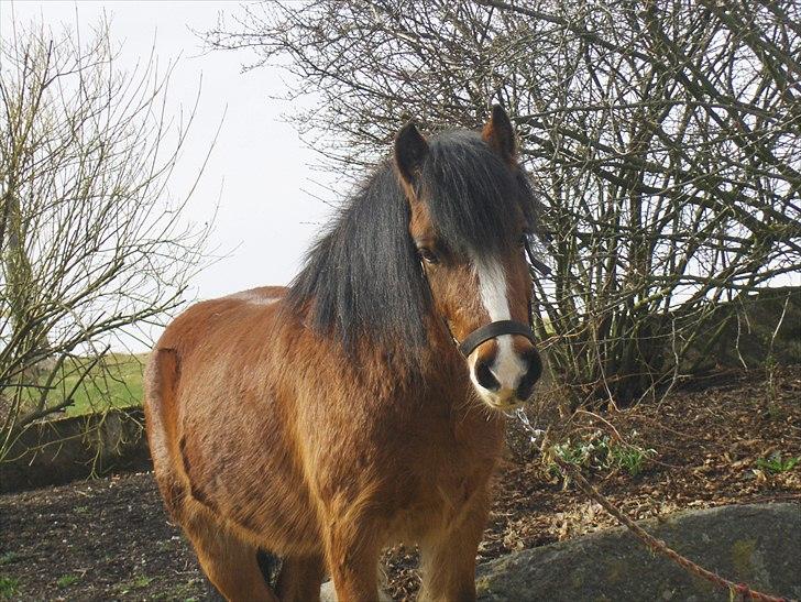 Anden særlig race Basse - Basse. billede 6