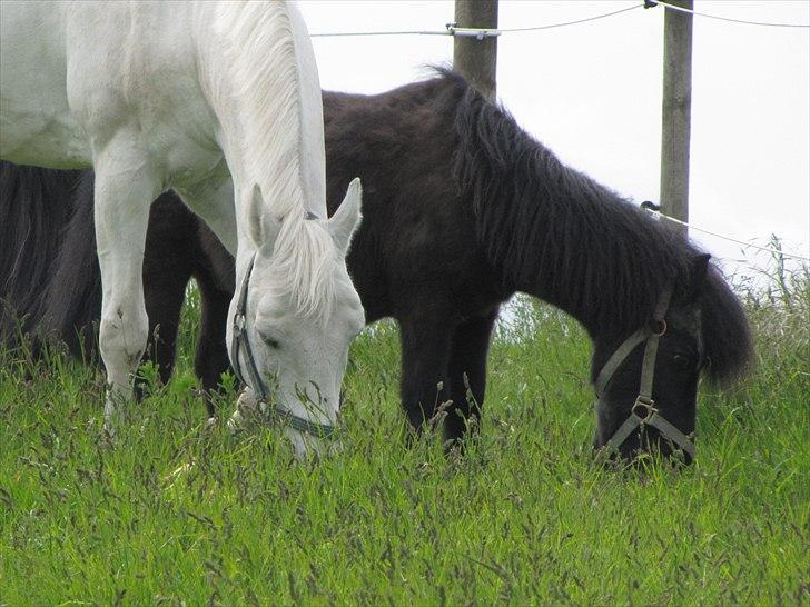 Shetlænder Oliver - 28/5-11 billede 5