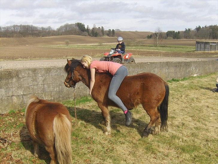Anden særlig race Basse - Hyggehest billede 7