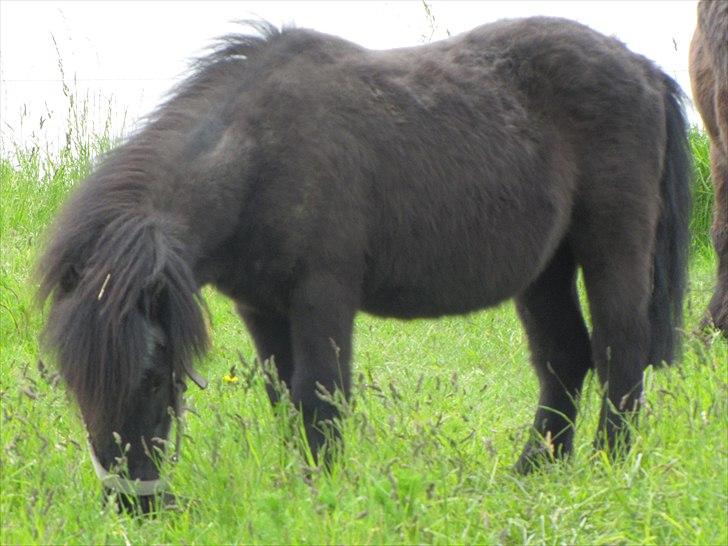 Shetlænder Oliver - 38/5-11 billede 2
