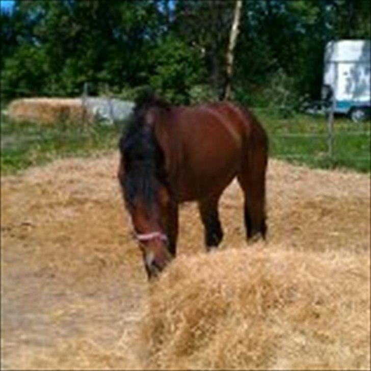 Traver Pink Flite billede 7