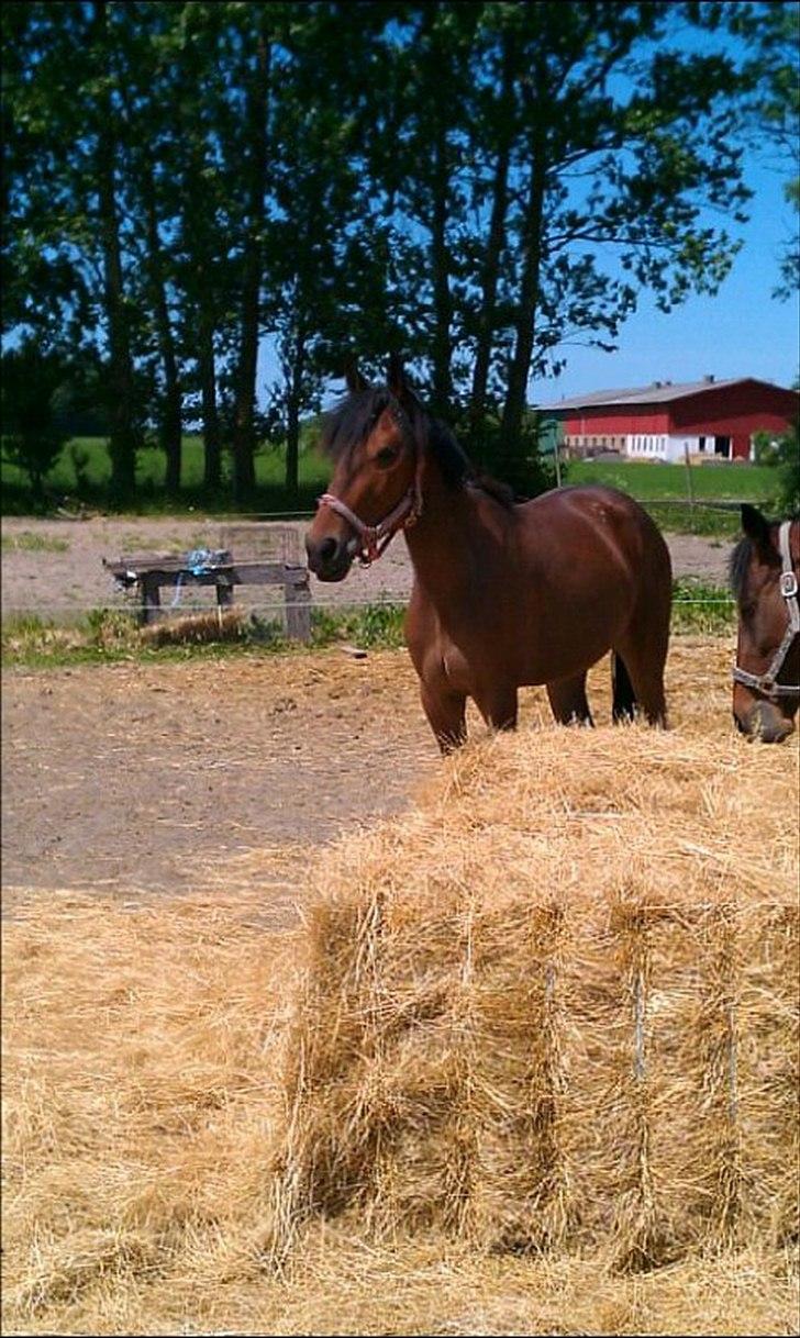 Traver Pink Flite billede 4