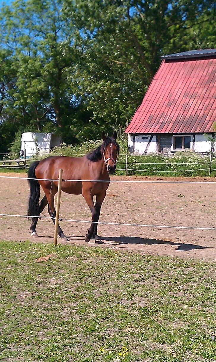 Traver Pink Flite billede 6