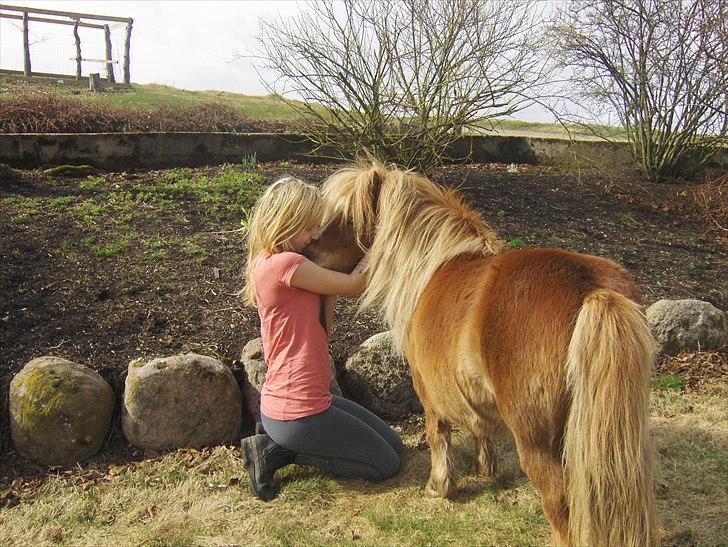 Shetlænder Vangs Bambino - Mysmys. billede 1