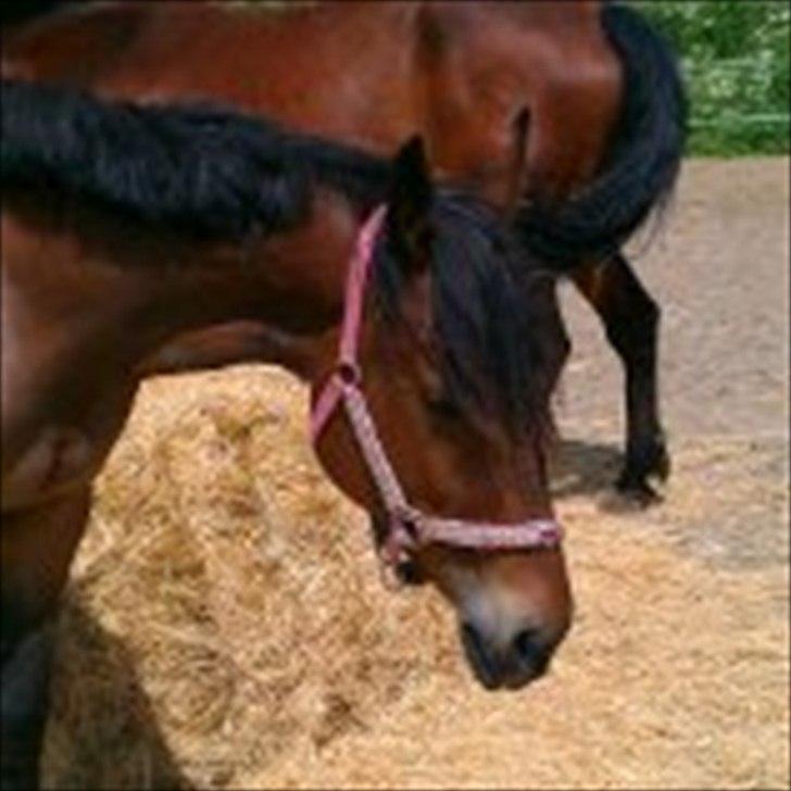 Traver Pink Flite billede 8