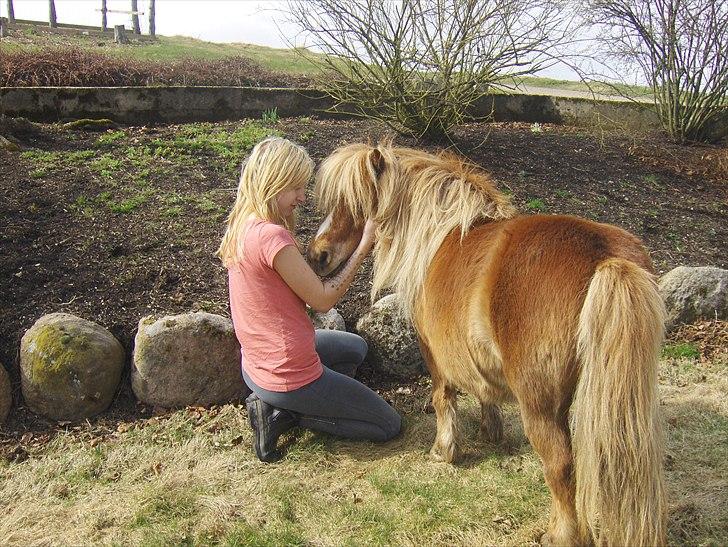 Shetlænder Vangs Bambino - Mer mys billede 2