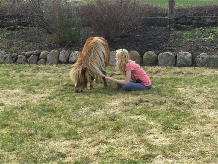 Shetlænder Vangs Bambino - Bambino. billede 3