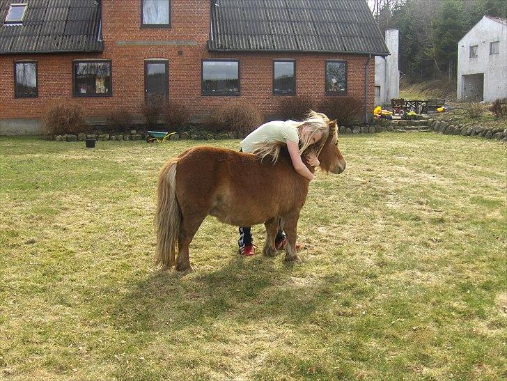 Shetlænder Vangs Bambino - Hygge. billede 4