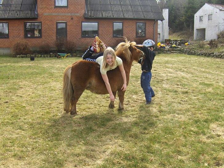 Shetlænder Vangs Bambino - Mer hygge. billede 5