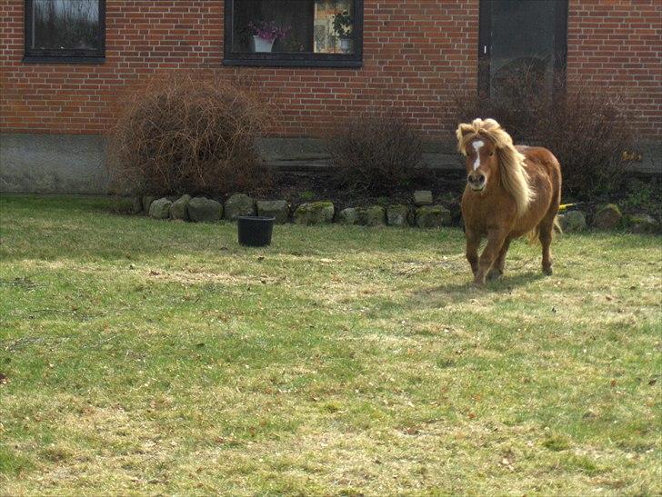 Shetlænder Vangs Bambino - Dagens motion(sker ikke dagligt(; ) billede 6