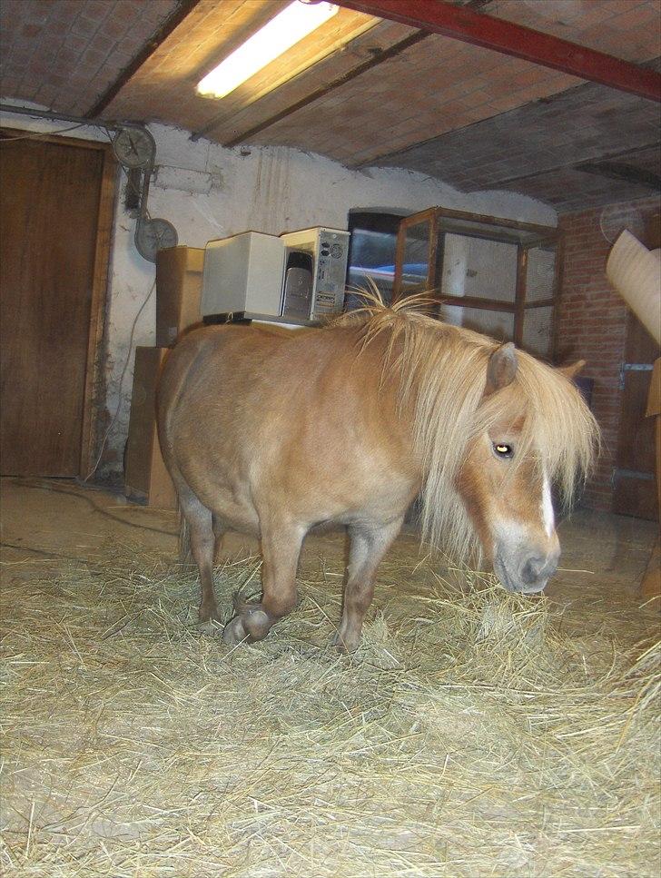 Shetlænder Vangs Bambino - En lille vandre tur i stalden. billede 7
