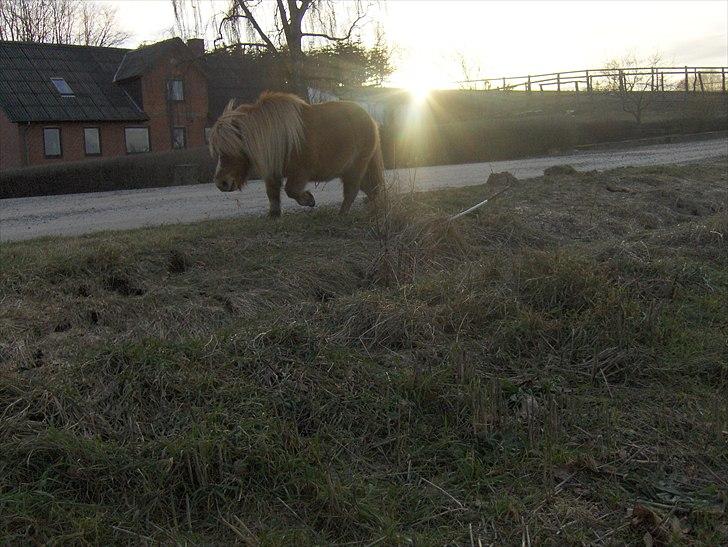 Shetlænder Vangs Bambino - Soool. billede 8