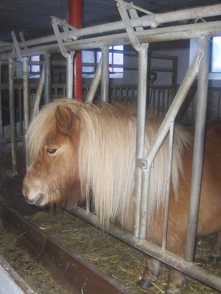 Shetlænder Vangs Bambino - Jeg er klar til mad(-: billede 9