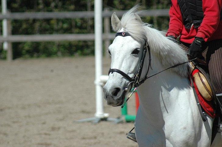 Anden særlig race Augusta :) (tidl pony,solgt) - > min smukhed :D 
billede : Mig billede 1