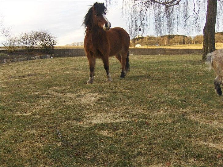 Anden særlig race Basse - Basse. billede 8