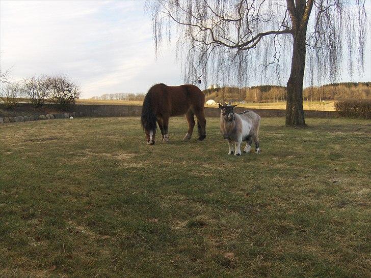 Anden særlig race Basse - Sammen med sin Bedsteven Bumle(GEDEN) billede 9