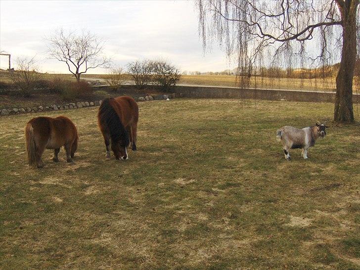 Anden særlig race Basse - Dyre hygge i forhaven billede 10