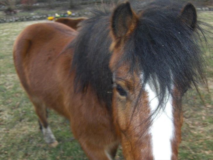 Anden særlig race Basse - Jeg elsker at får taget billeder. billede 11