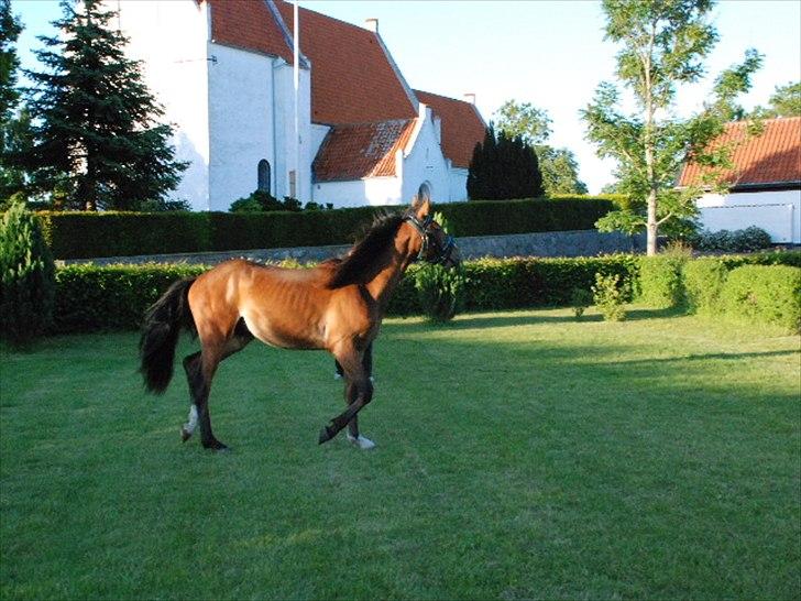 Anden særlig race fire walkers aslan - 2 gang i longe - en smule ikke samarbejdelig og så er der jo en hoppe i brunst på den anden side :/ billede 17