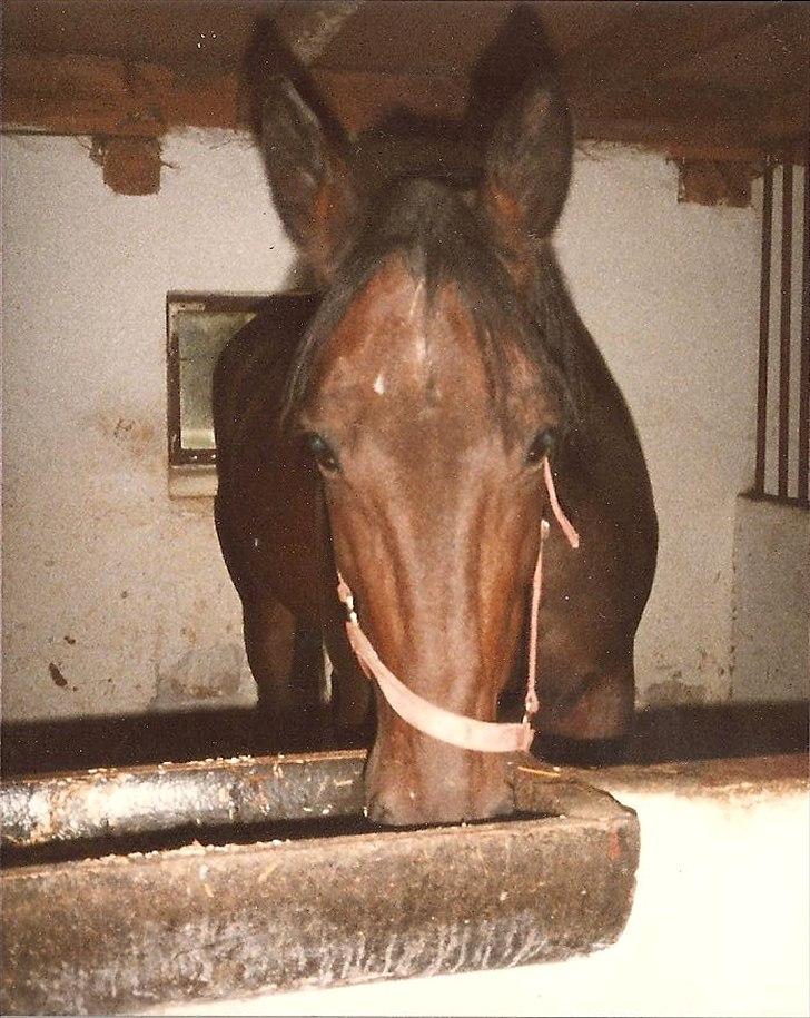 Anden særlig race Karina R.I.P. billede 9