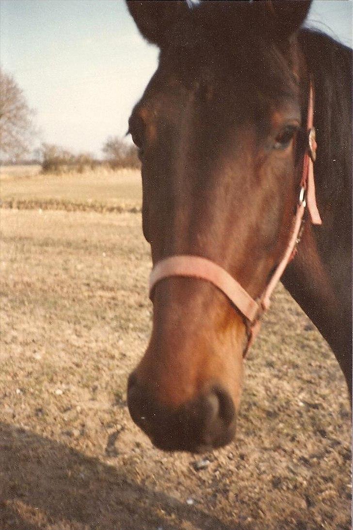 Anden særlig race Karina R.I.P. billede 11