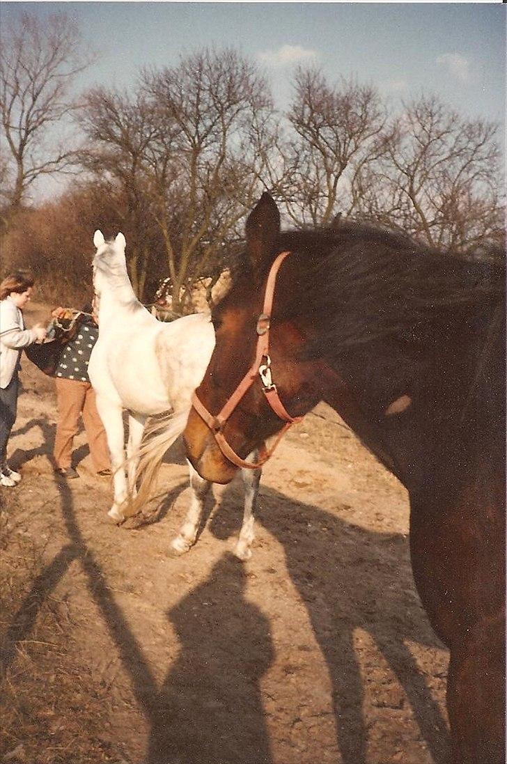 Anden særlig race Karina R.I.P. billede 12