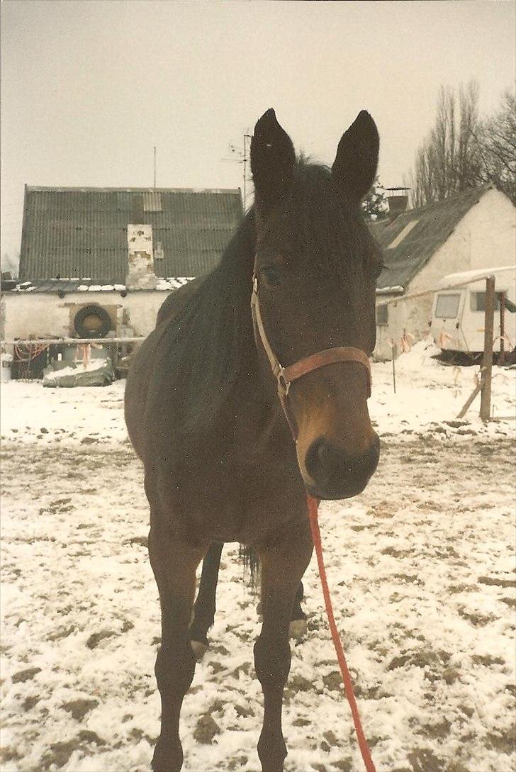Anden særlig race Karina R.I.P. billede 1
