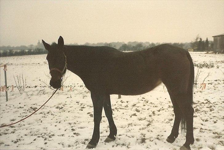 Anden særlig race Karina R.I.P. billede 13