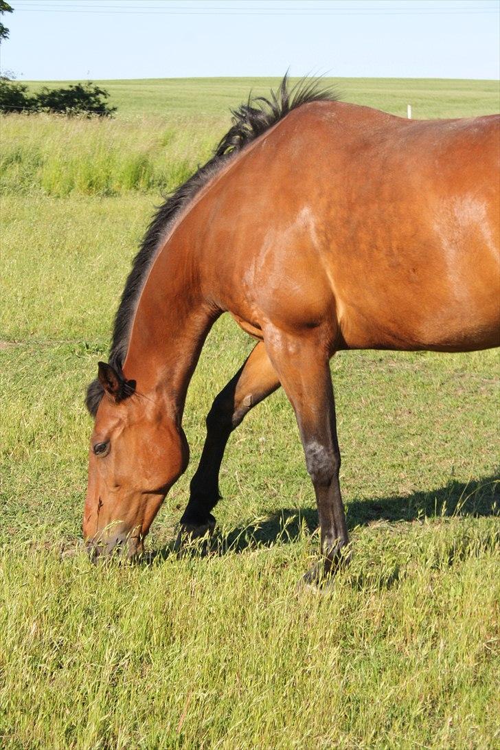 Traver Gismo Silk billede 12