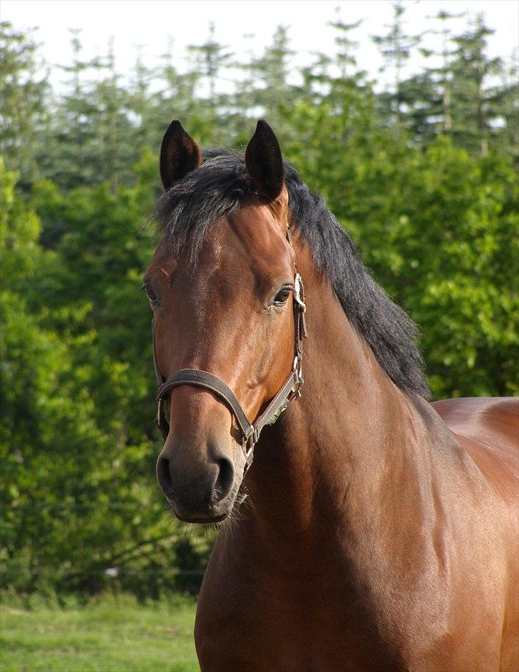 Dansk Varmblod Caprani billede 2