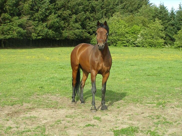 Dansk Varmblod Caprani billede 3