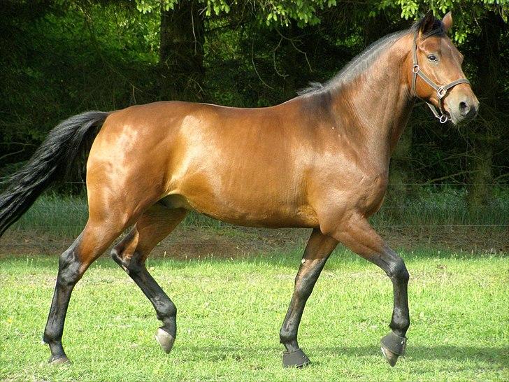 Dansk Varmblod Caprani billede 4